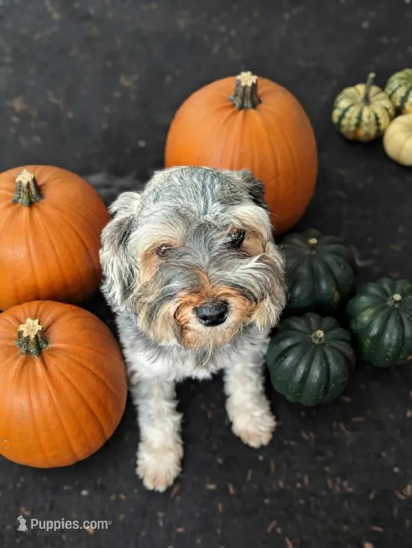 Kaboom – Shihpoo puppy for sale in Southfield, MI