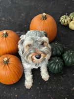 Kaboom, a female Shihpoo for sale in Detroit, MI – 1 of 6