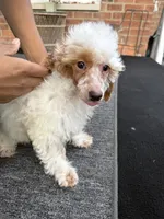 Pie, a female Poodle - Miniature  for sale in Southfield, MI – 10 of 10