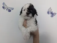 Parti Girl , a female Poodle - Toy  for sale in Southfield, MI – 3 of 10