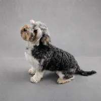 Kaboom, a female Shihpoo for sale in Southfield, MI – 1 of 3