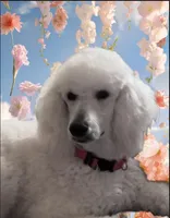 WHITES, a male Poodle - Standard  for sale in Southfield, MI – Photo 5 of 6