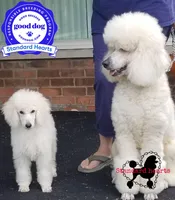 WHITES, a male Poodle - Standard  for sale in Southfield, MI – Photo 4 of 6