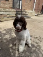 Brook * Small Standard, a female Poodle - Standard  for sale in Southfield, MI – 4 of 8