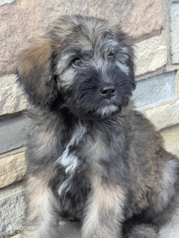 Sale ENDS at MIDNIGHT, a male Bouvier des Flandres and Poodle - Standard  for sale in Southfield, MI – Photo 1 of 6