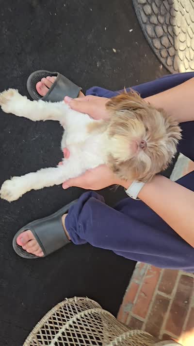 Cookie Was $1800 Now Lowered, a female Shih Tzu for sale in Southfield, MI – 6 of 6