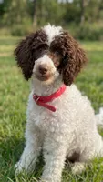 Moyen * Brook, a female Poodle - Standard  for sale in Southfield, MI – 1 of 5