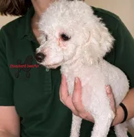 Ice / Daddy, a male Poodle - Toy  for sale in Southfield, MI – 3 of 6