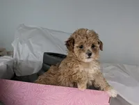 Pecan Teacup 2nd pup of 2, a female Poodle - Toy  for sale in Southfield, MI – Photo 2 of 8