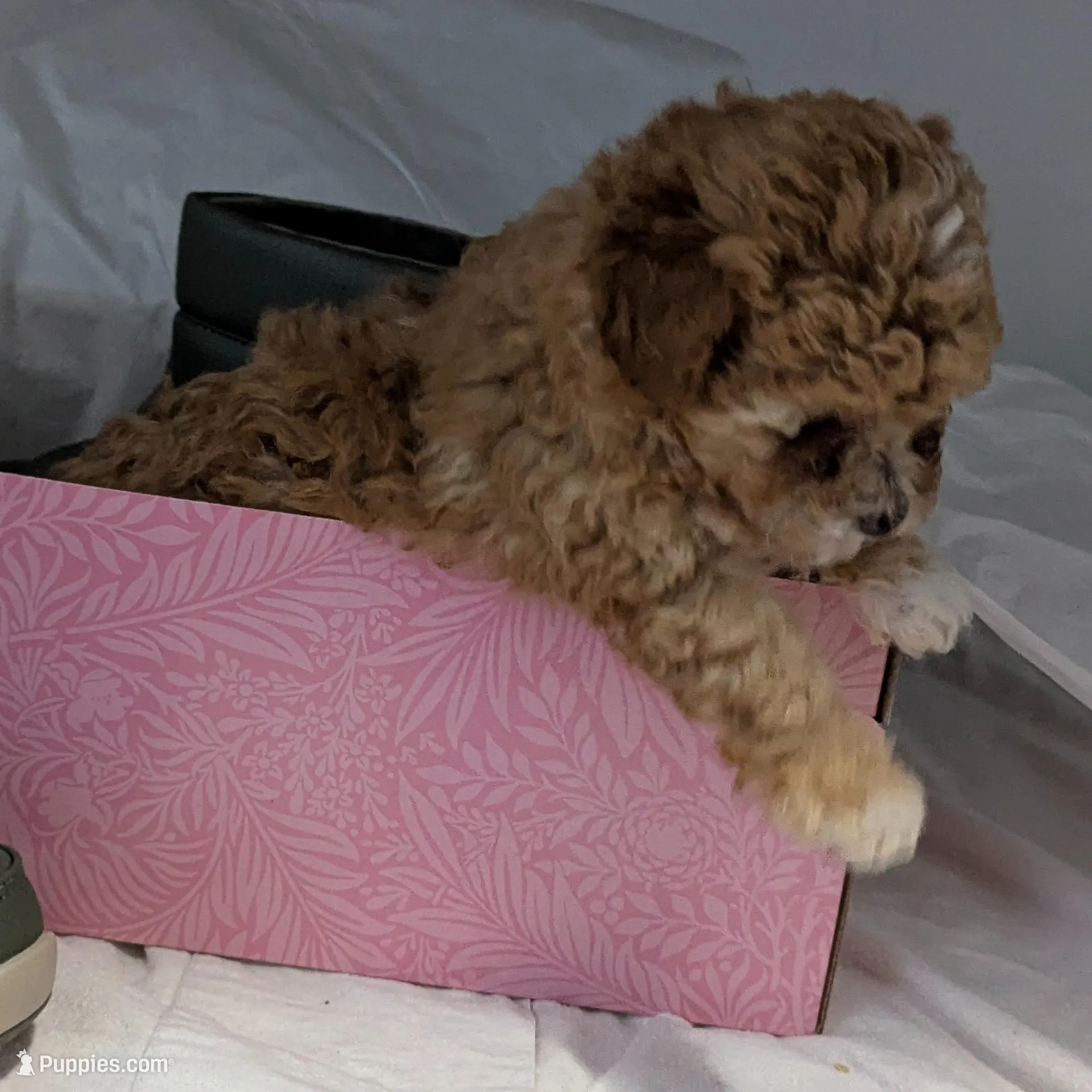 Pecan Teacup 2nd pup of 2, a female Poodle - Toy  for sale in Southfield, MI – Photo 4 of 8