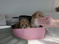 Pecan Teacup 2nd pup of 2, a female Poodle - Toy  for sale in Southfield, MI – Photo 3 of 8