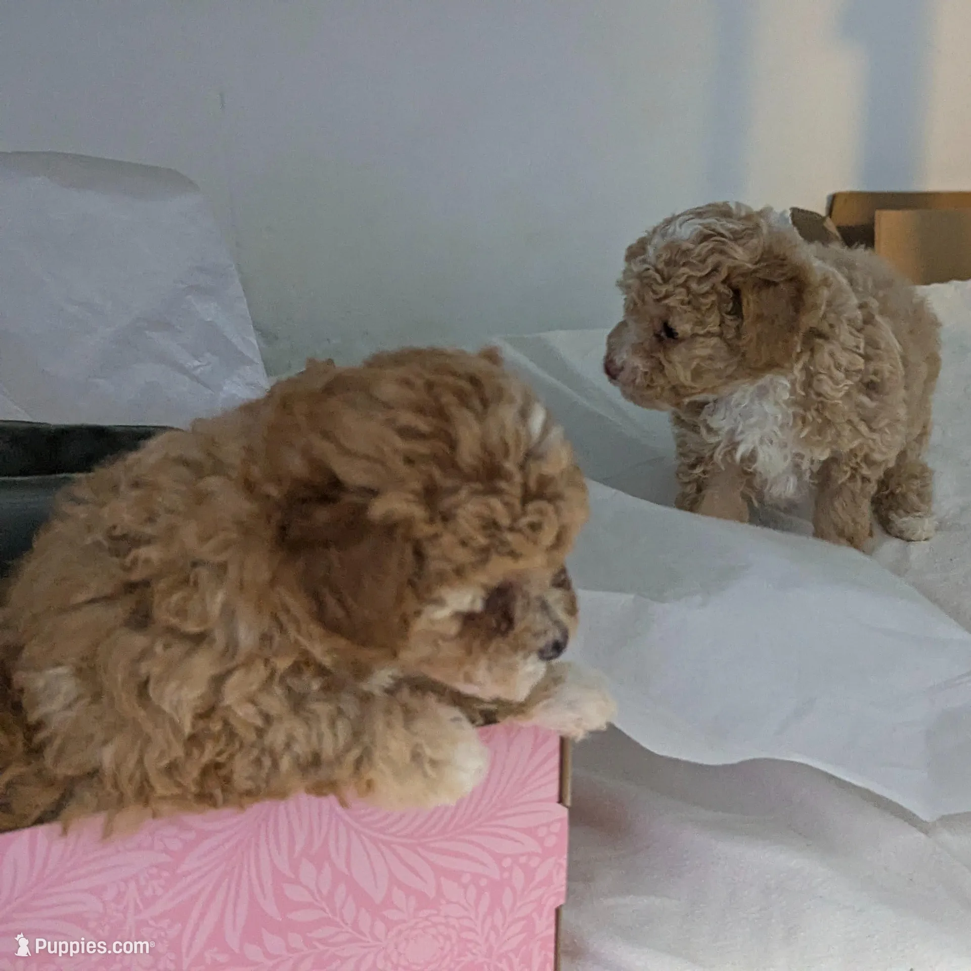 Pecan Teacup 2nd pup of 2, a female Poodle - Toy  for sale in Southfield, MI – Photo 6 of 8