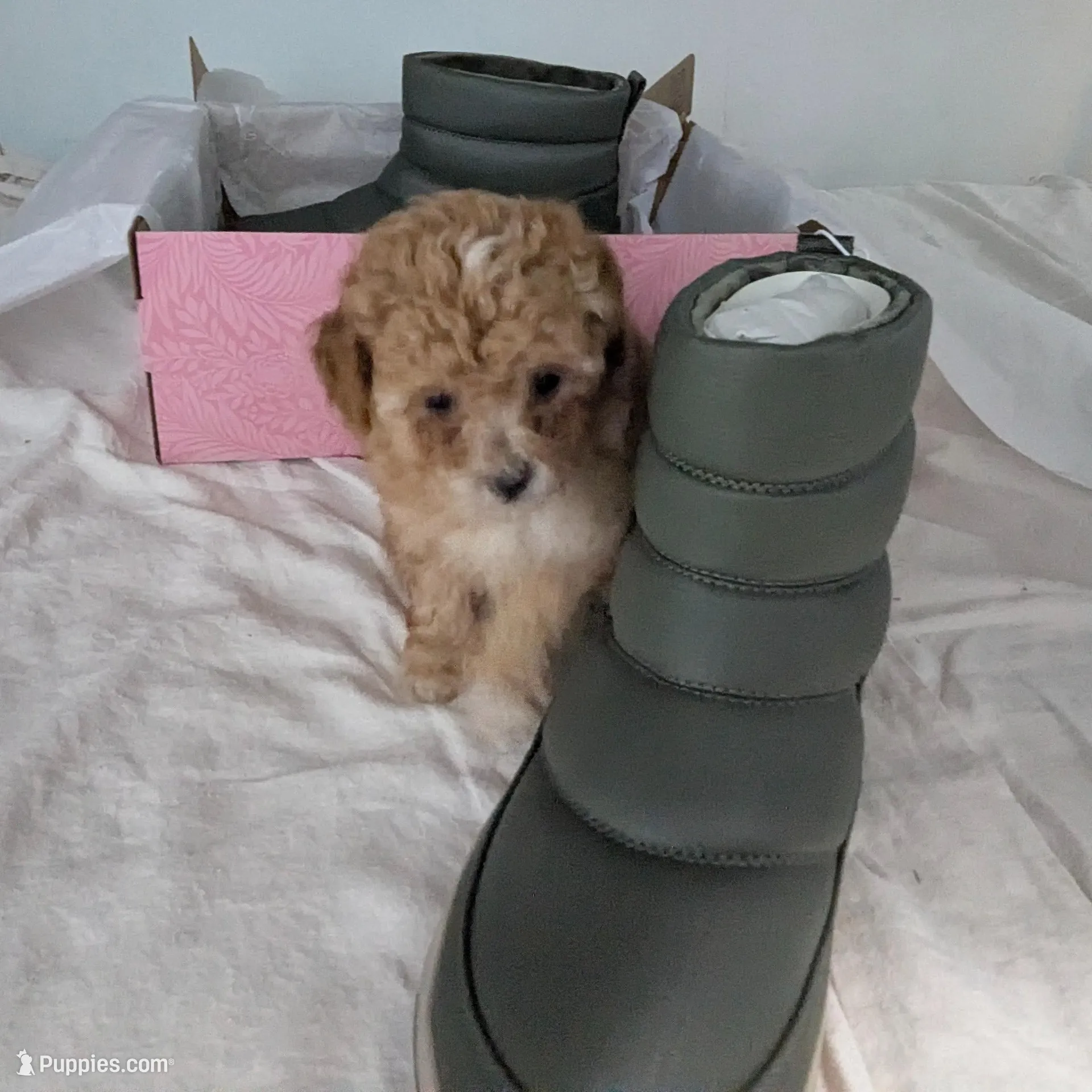 Pecan Teacup 2nd pup of 2, a female Poodle - Toy  for sale in Southfield, MI – Photo 8 of 8