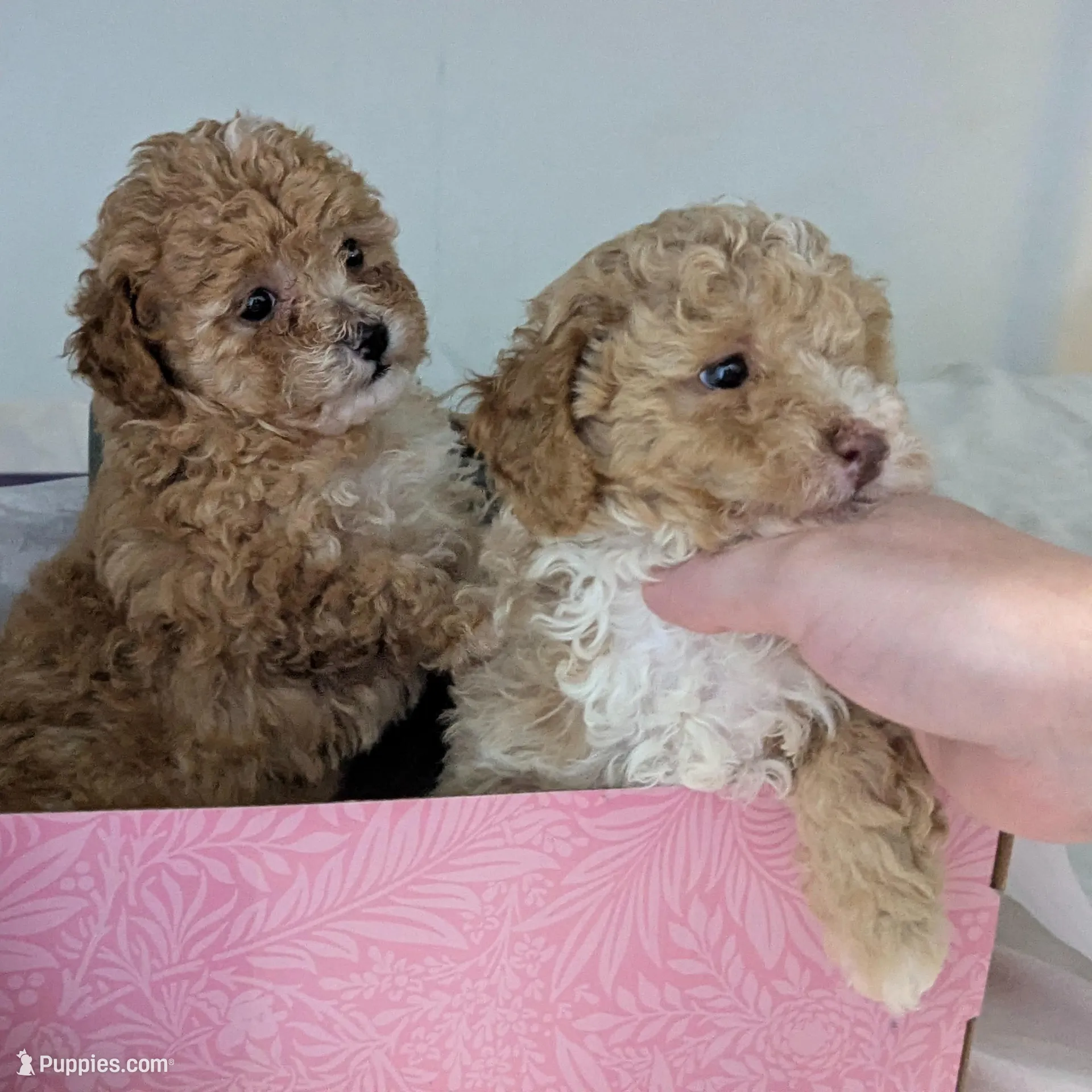 Pecan Teacup 2nd pup of 2, a female Poodle - Toy  for sale in Southfield, MI – Photo 5 of 8