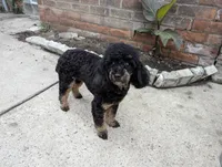 Pecan, a female Poodle - Toy  for sale in Southfield, MI – Photo 8 of 10