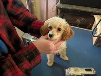 Pecan, a female Poodle - Toy  for sale in Southfield, MI – Photo 2 of 10