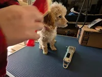 Pecan, a female Poodle - Toy  for sale in Southfield, MI – Photo 4 of 10