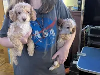 Pecan, a female Poodle - Toy  for sale in Southfield, MI – Photo 5 of 10