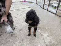 Pecan, a female Poodle - Toy  for sale in Southfield, MI – Photo 7 of 10