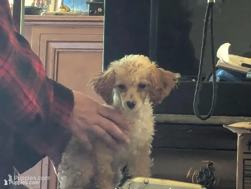 Pecan – Poodle - Toy  puppy for sale in Southfield, MI