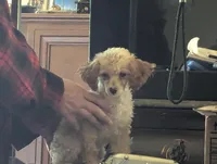 Pecan, a female Poodle - Toy  for sale in Southfield, MI – Photo 1 of 10