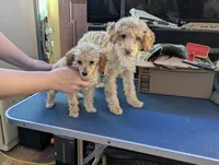 Pecan, a female Poodle - Toy  for sale in Southfield, MI – Photo 6 of 10