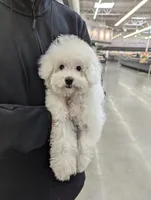 Pecan, a female Poodle - Toy  for sale in Southfield, MI – Photo 10 of 10