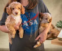 Pecan, a female Poodle - Toy  for sale in Southfield, MI – Photo 2 of 7