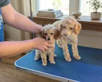 Pecan, a female Poodle - Toy  for sale in Southfield, MI – Photo 3 of 7