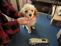 Pecan, a female Poodle - Toy  for sale in Southfield, MI – Photo 3 of 10