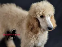 Donna, a female Poodle - Standard  for sale in Southfield, MI – Photo 3 of 4
