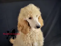 Donna, a female Poodle - Standard  for sale in Southfield, MI – Photo 1 of 4