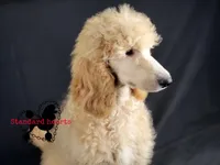 Donna, a female Poodle - Standard  for sale in Southfield, MI – Photo 4 of 4