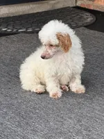 Pie, a female Poodle - Miniature  for sale in Southfield, MI – 4 of 10