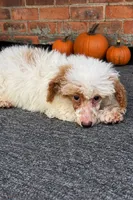 Pie, a female Poodle - Miniature  for sale in Detroit, MI – 4 of 8
