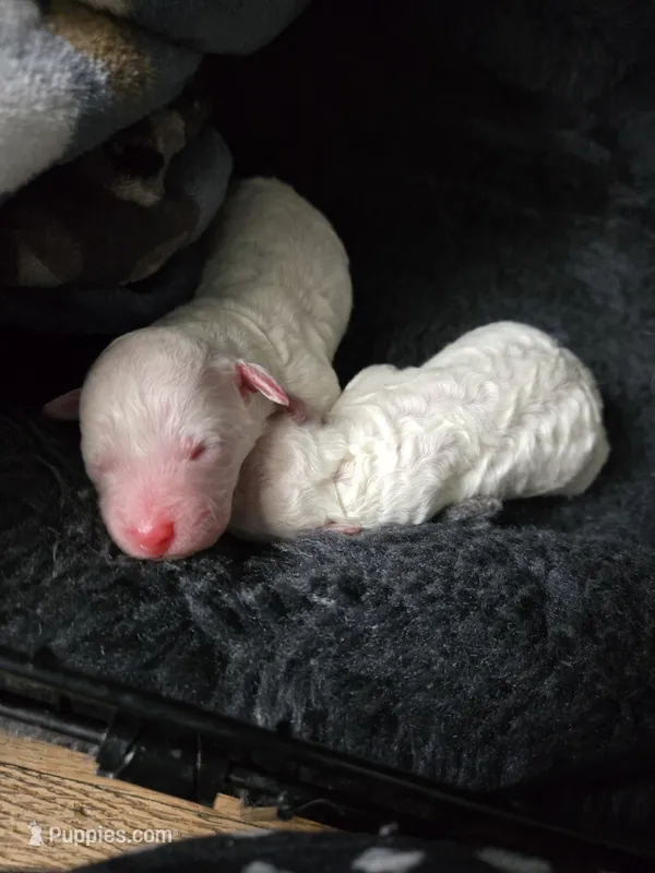No Name Yet * NEWBORN – Poodle - Toy  puppy for sale in Southfield, MI