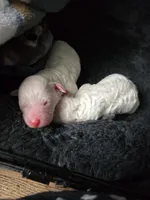 No Name Yet * NEWBORN, a female Poodle - Toy  for sale in Southfield, MI – 1 of 5