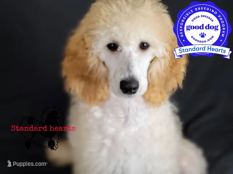 Lovey, a female Poodle - Standard  for sale in Southfield, MI – Photo 1 of 5