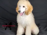 Lovey, a female Poodle - Standard  for sale in Southfield, MI – Photo 2 of 5