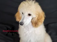 Lovey, a female Poodle - Standard  for sale in Southfield, MI – Photo 3 of 5