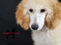 Lovey, a female Poodle - Standard  for sale in Southfield, MI – Photo 4 of 5