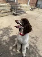 Brook * Small Standard, a female Poodle - Standard  for sale in Southfield, MI – 6 of 8