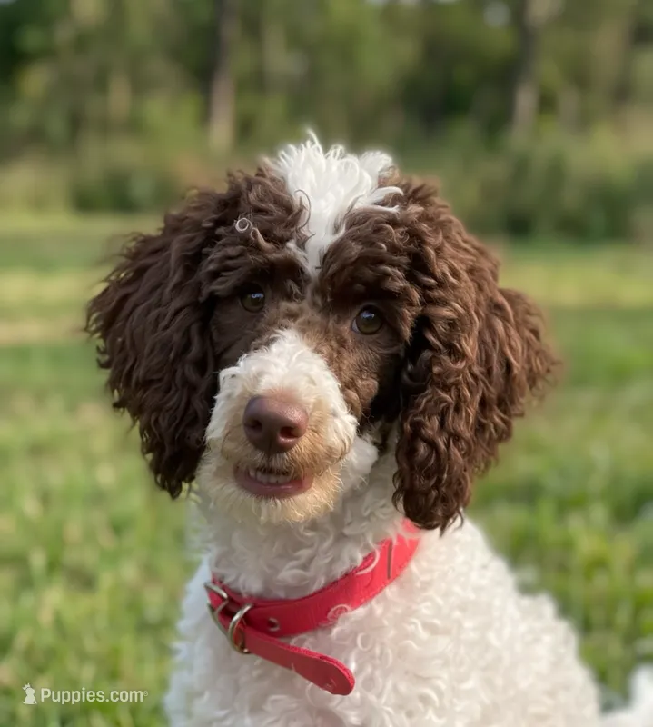 🌻 AKC Moyen 🌻 – Poodle - Standard  puppy for sale in Southfield, MI