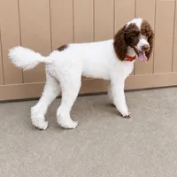 Brook * Small Standard, a female Poodle - Standard  for sale in Southfield, MI – 2 of 8