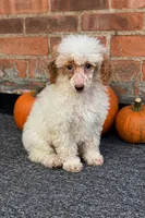 Pie, a female Poodle - Miniature  for sale in Detroit, MI – 3 of 8
