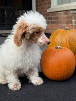 Pie, a female Poodle - Miniature  for sale in Detroit, MI – 2 of 8