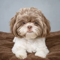 Teetha, a female Shih Tzu for sale in Southfield, MI – 1 of 1
