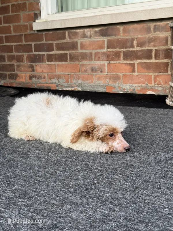 Pie – Poodle - Miniature  puppy for sale in Southfield, MI