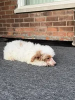 Pie, a female Poodle - Miniature  for sale in Southfield, MI – 2 of 10