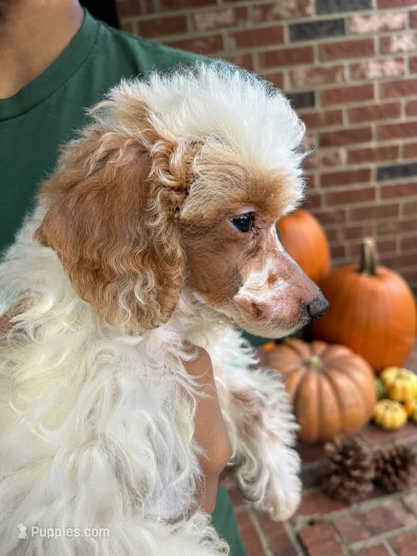 Pie – Poodle - Miniature  puppy for sale in Southfield, MI